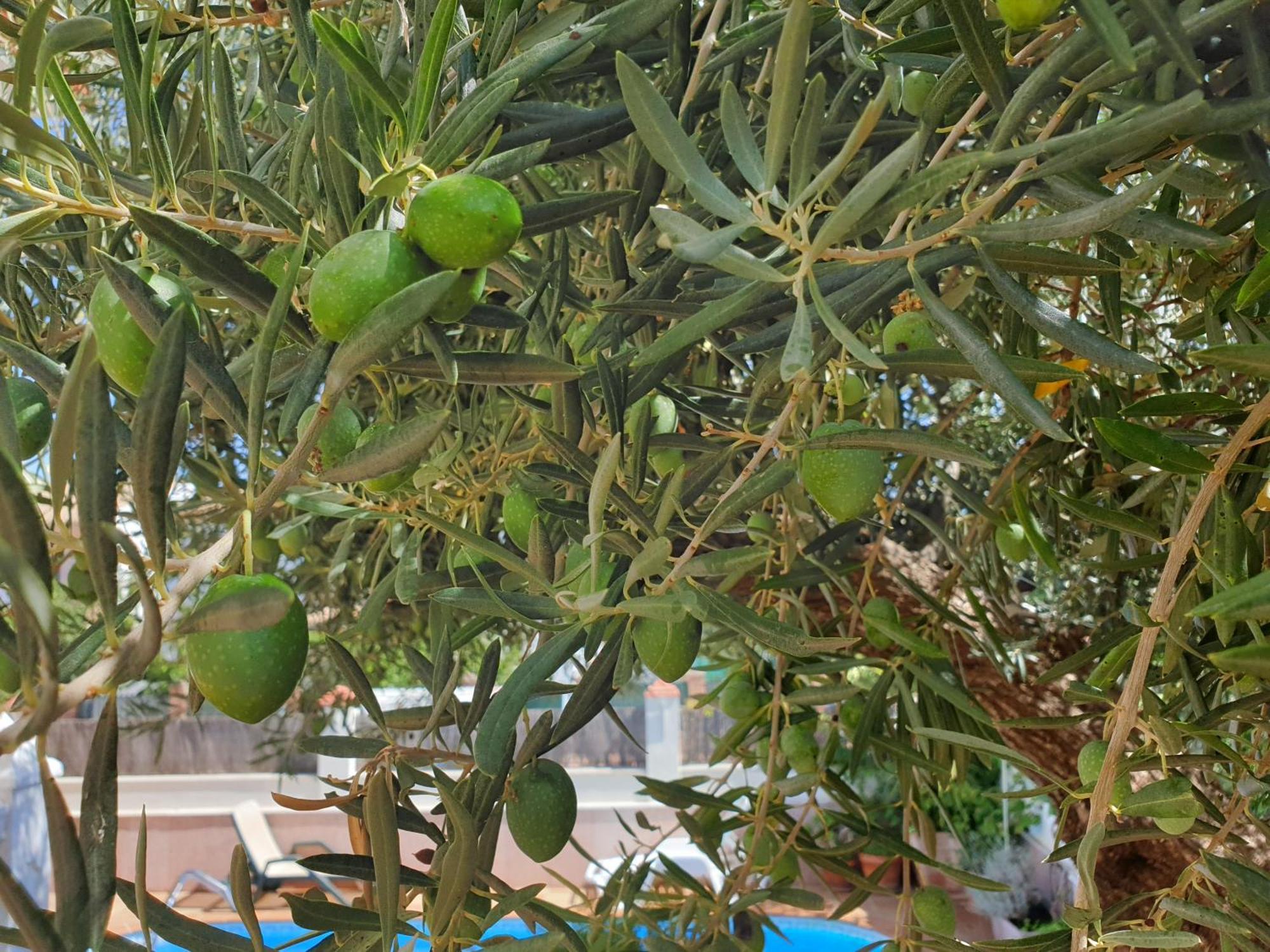 Alojamiento El Olivo Ronda Rum bild